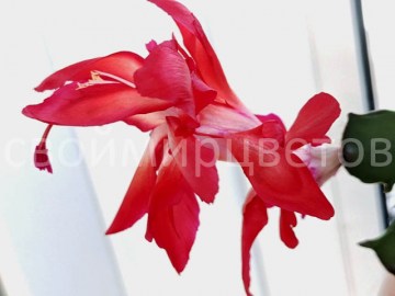 Шлюмбергера Thor Wild Cactus red